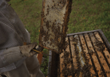 Unveiling the Sweet Side of Business: The Ultimate Guide to Honey Wholesale
