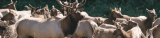How to Choose the Perfect Estes Park Motel for a Memorable Stay